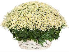 Цветочная композиция из Ромашки в корзине #REPLACE_PRED# Нарынке